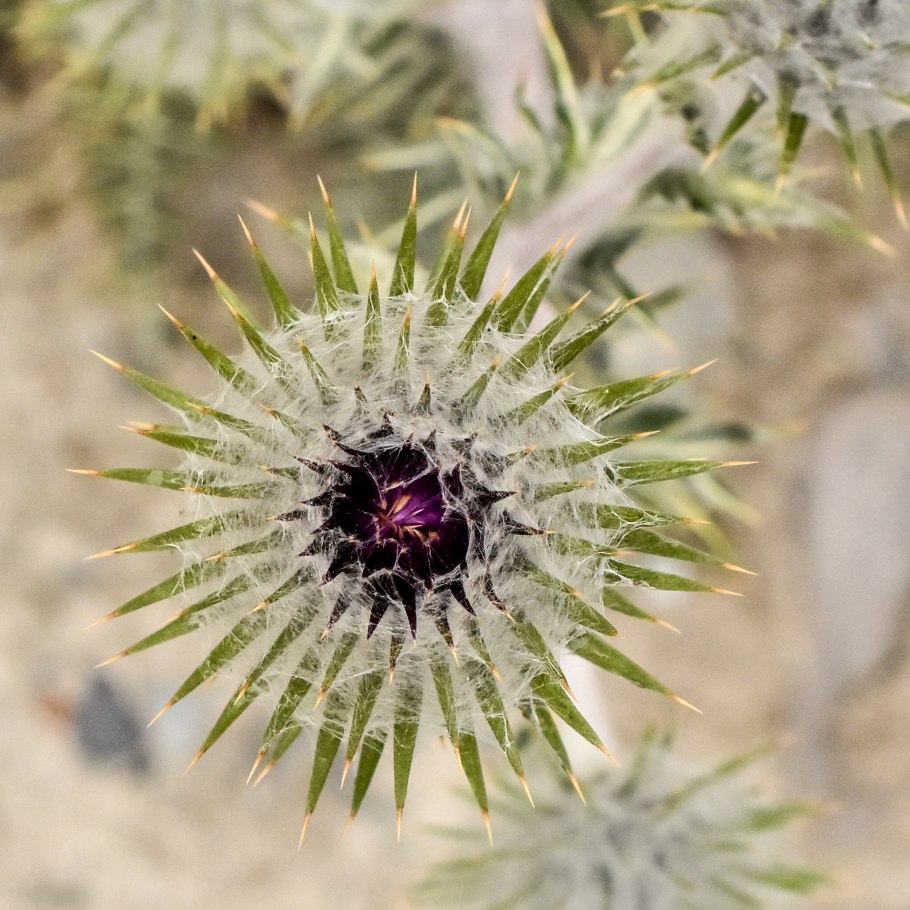 Сохти гинесей мевабарги Кузиния