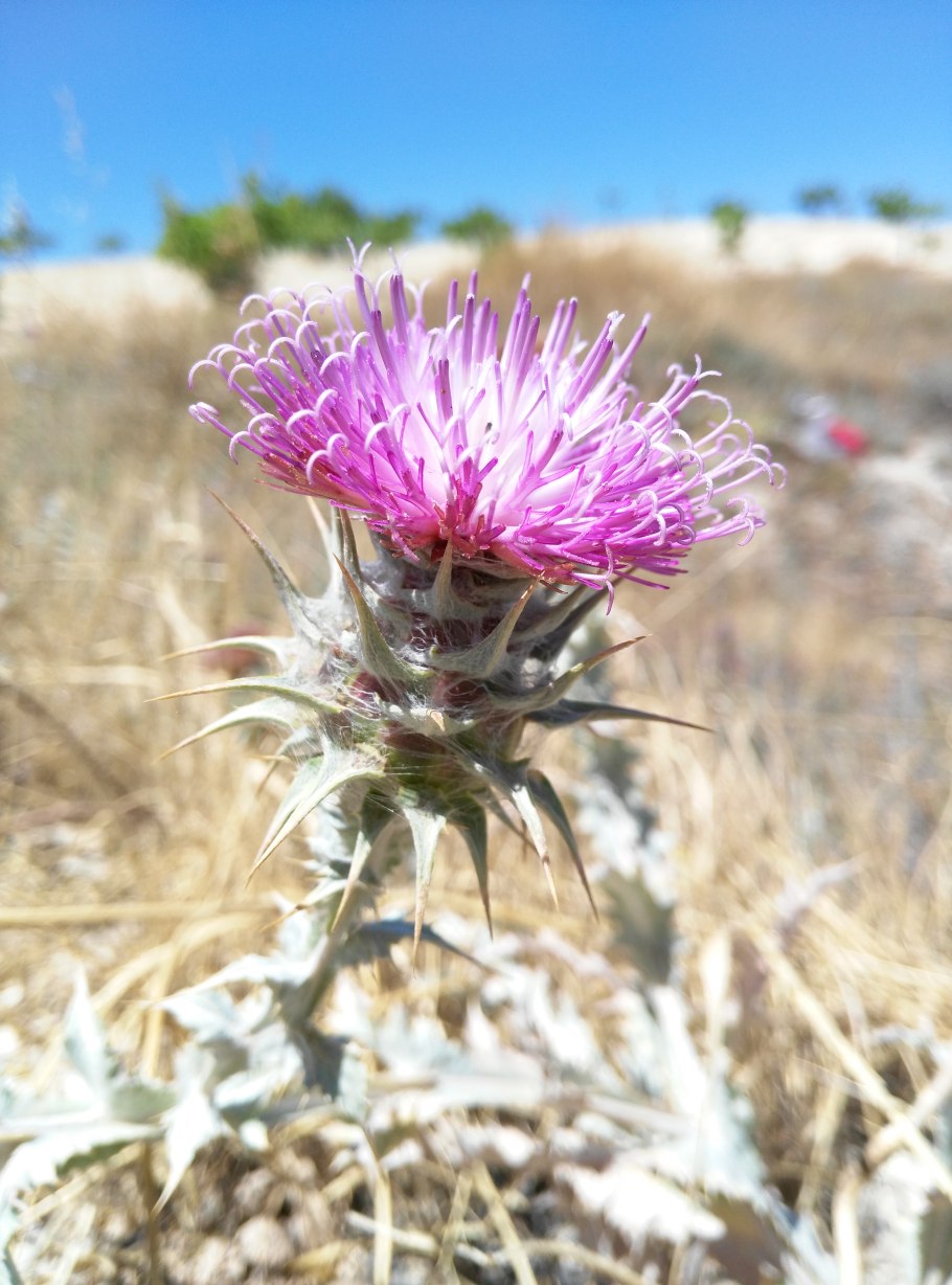 Пастернак гербарий