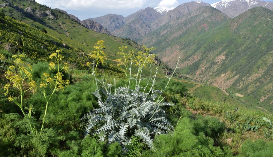 Растения Израиля определитель