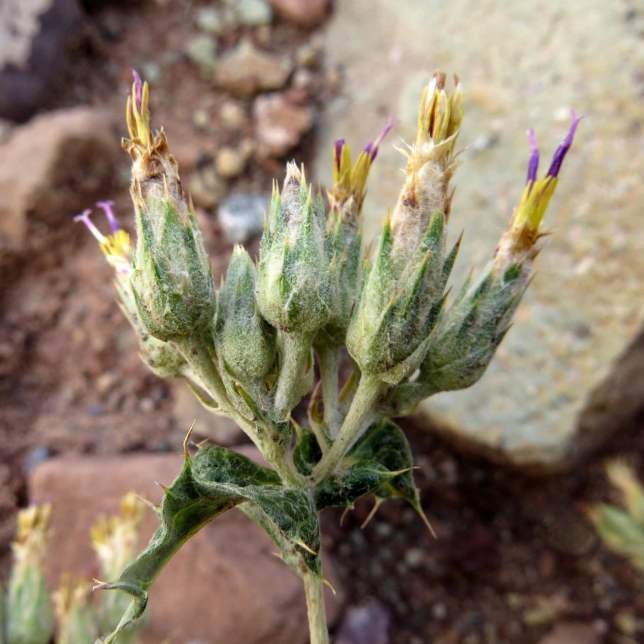 Кузиния мелкоплодная