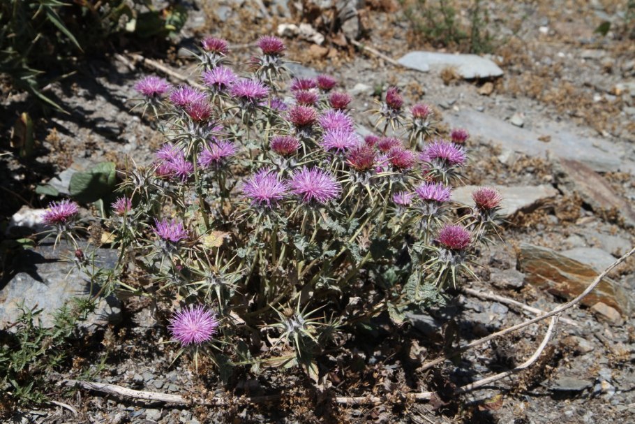 Ламира ежеголовая
