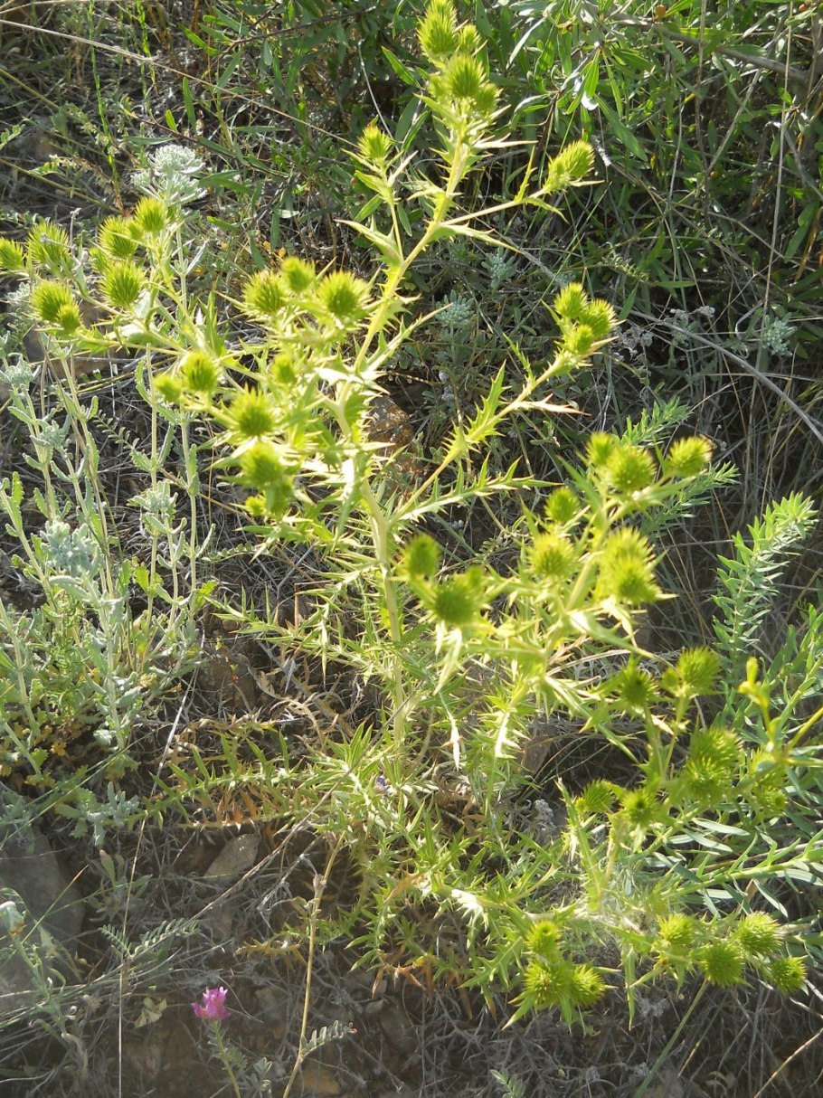 Чертополох поникающий