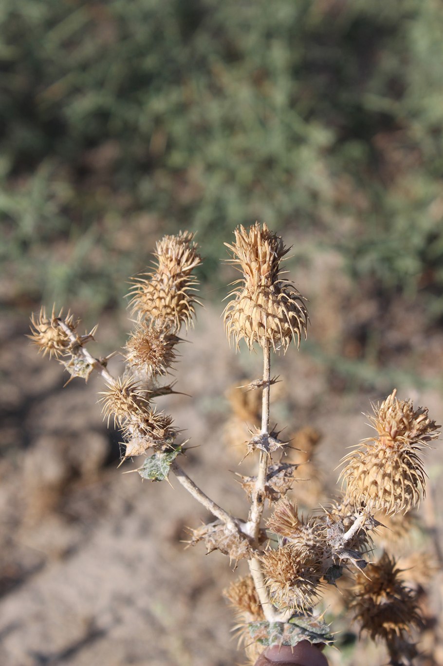 Вариация «тюльпана» — «чертополох» (Thistle).