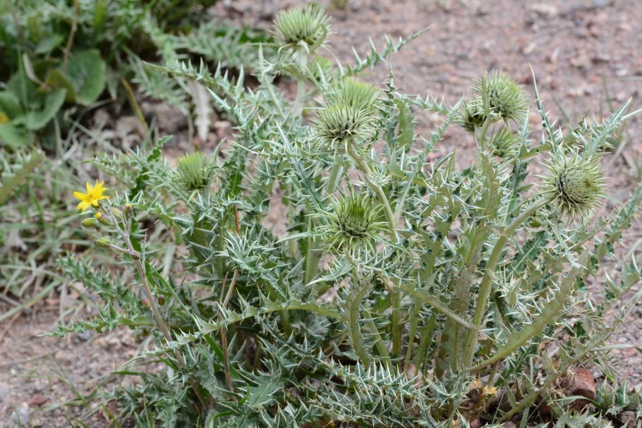 Кузиния Вавилова