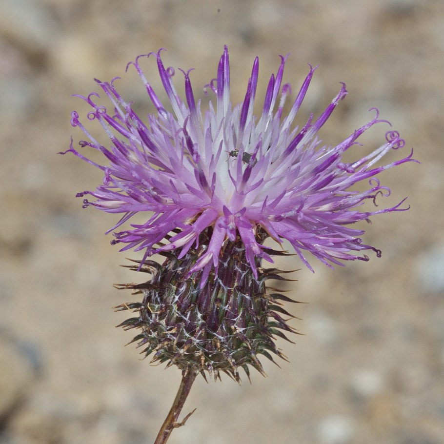 Кузиния растение