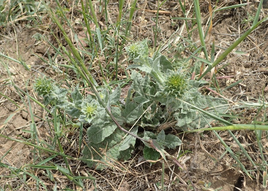 Таджикские растения