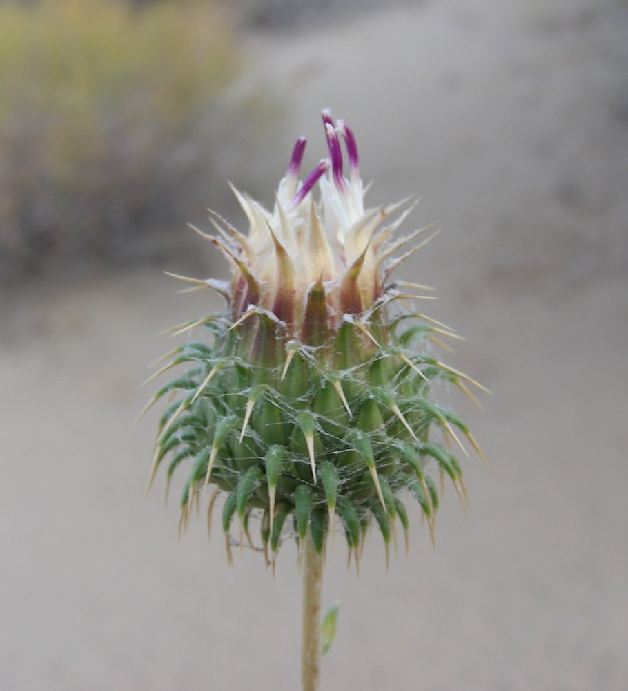 Картинки растения пустынь Кузиния