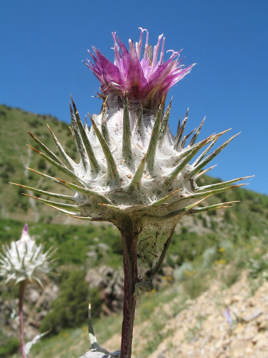 Соцветие Кузиния