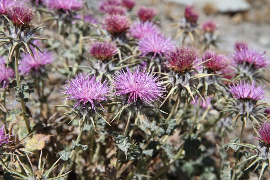 Расторопша пятнистая (silybum marianum)