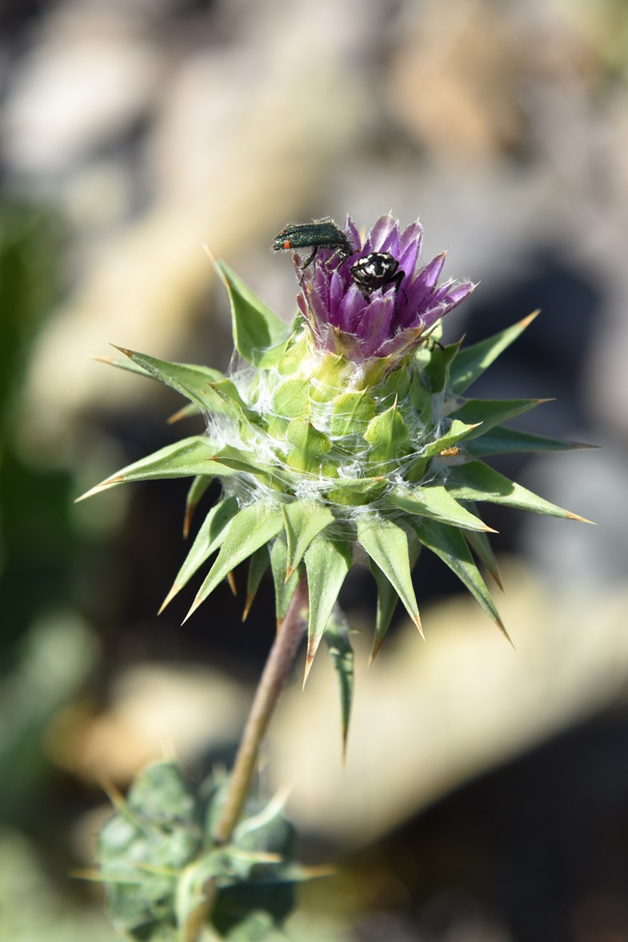 Кузиния растение