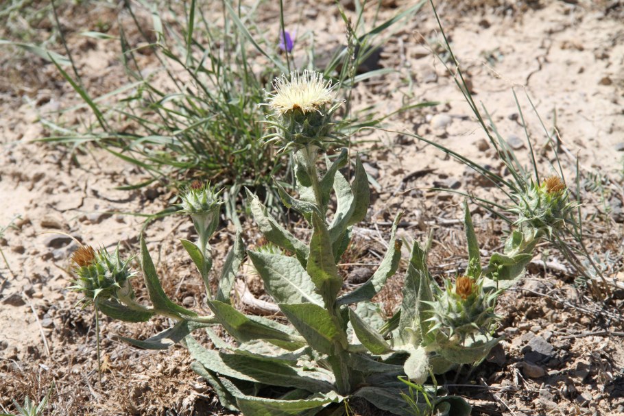 Картинки растения пустынь Кузиния