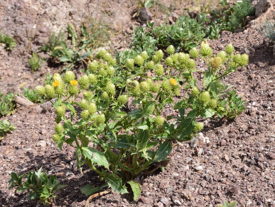 Вегетирующие сорняки что это