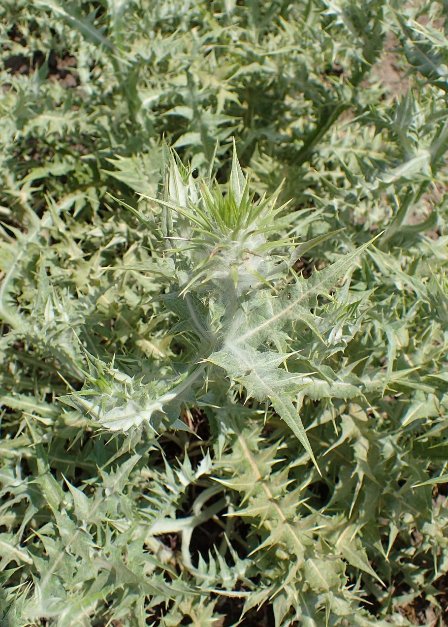 Татарник колючий (onopordum acanthium)