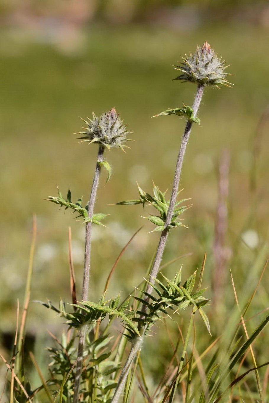 Кузиния армянская