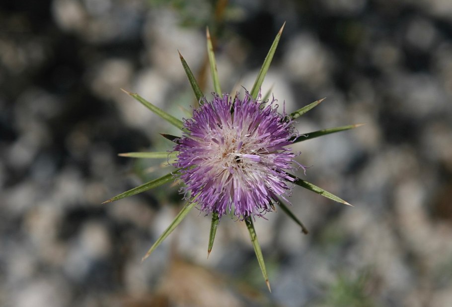 Наркотические растения в средней Азии