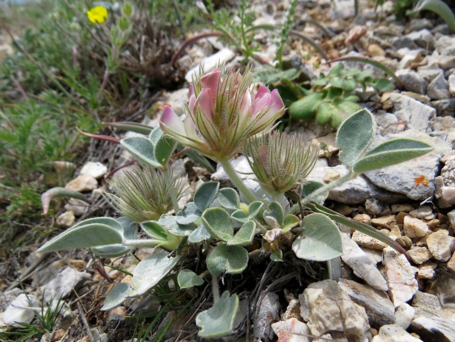 Астрагал щетинистый (astragalus setosulus )