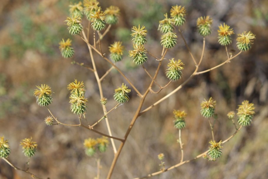 Колючеголовники растения Кыргызстан фото