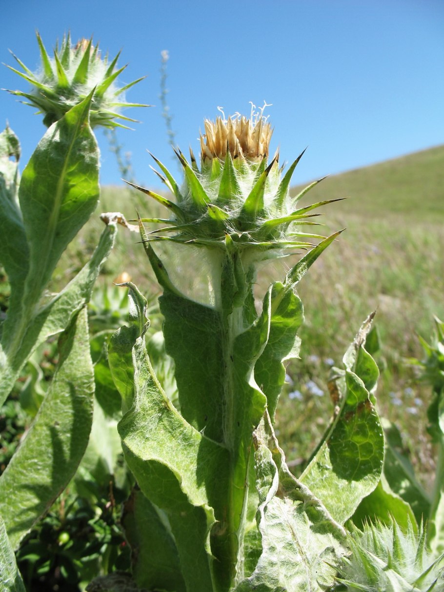 Кузиния Буткова