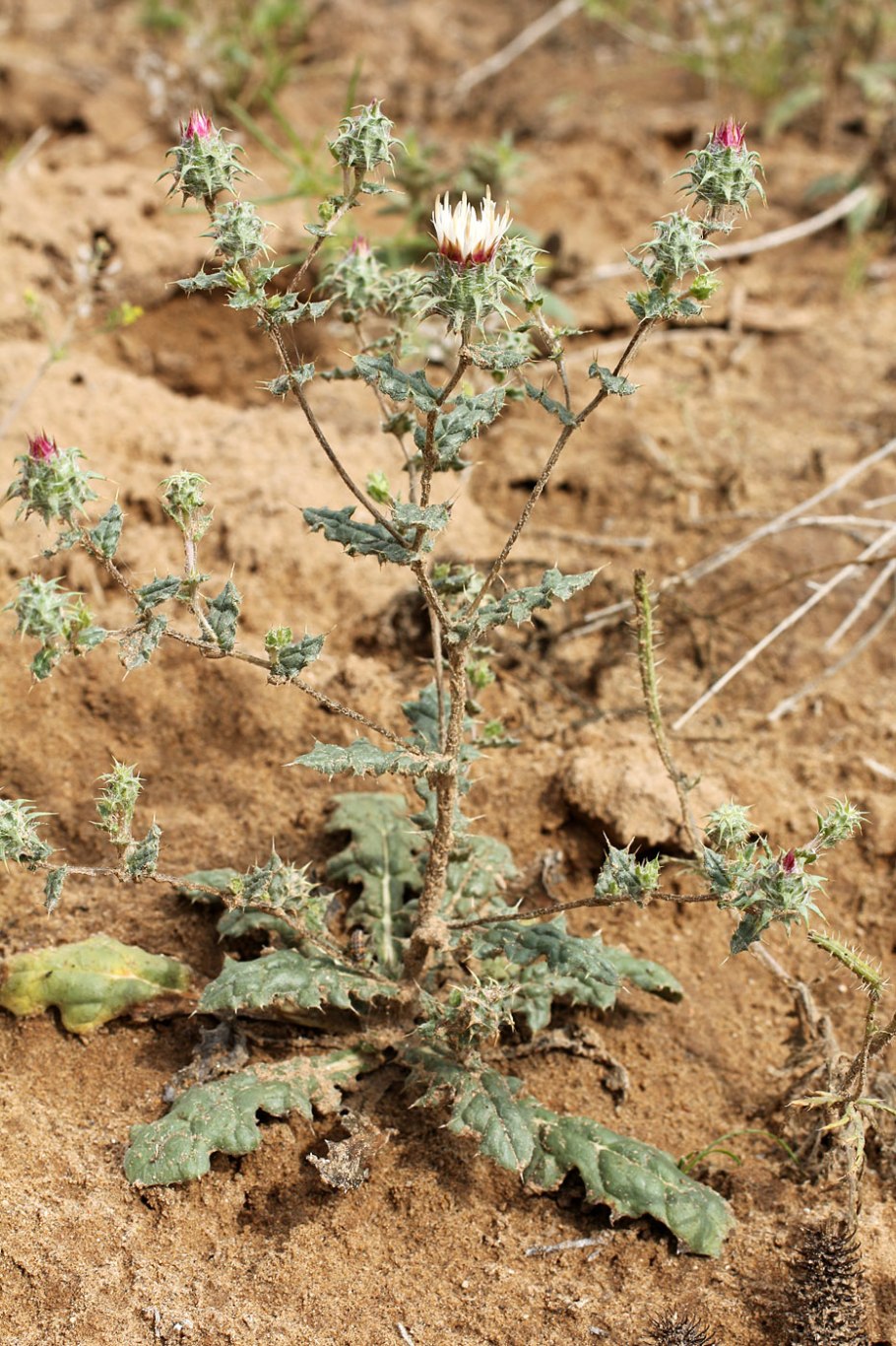 Копеечник Турчанинова