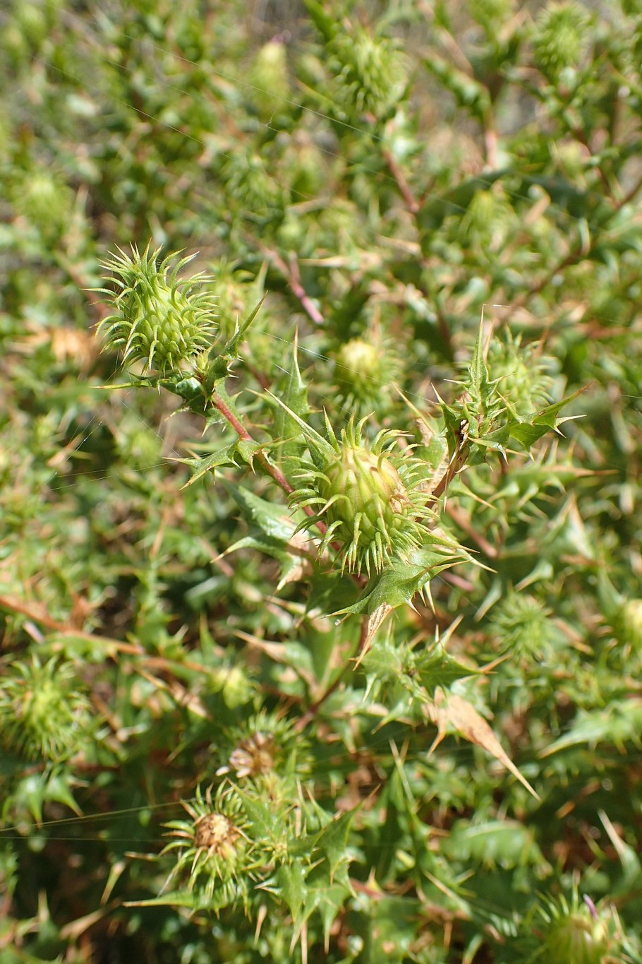 Кузиния мелкоплодная