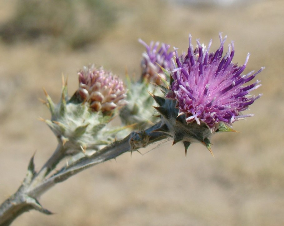 Кузиния растение