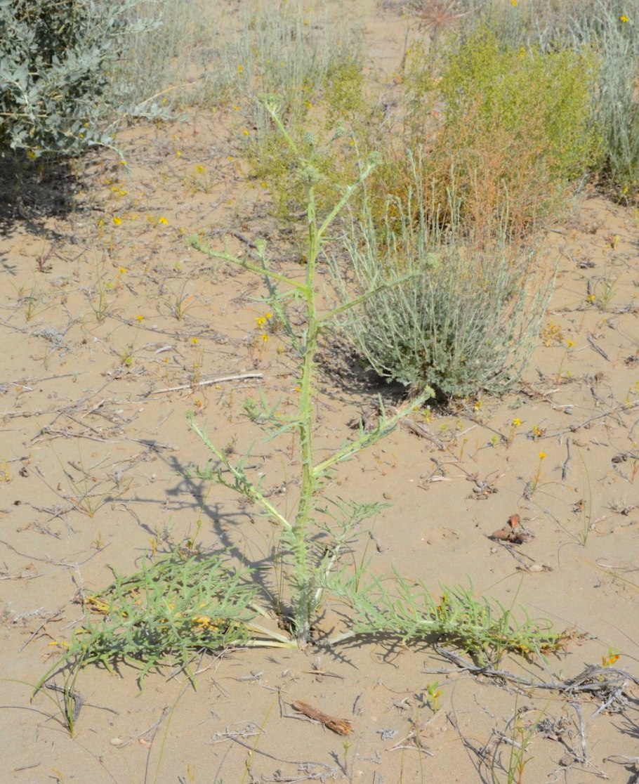 Cousinia haeckeliae Bornm.