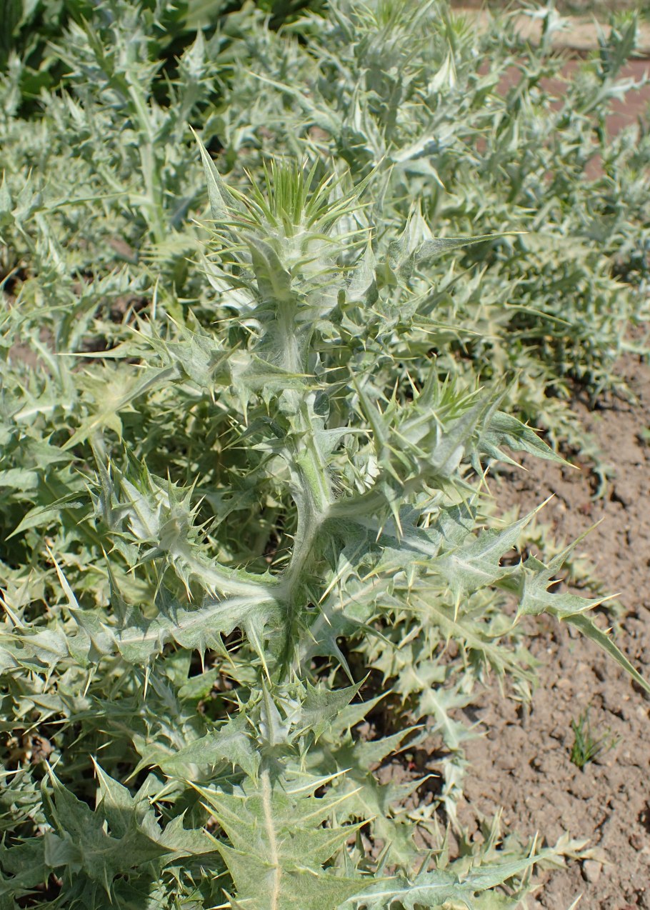 Степная колючка eryngium campestre