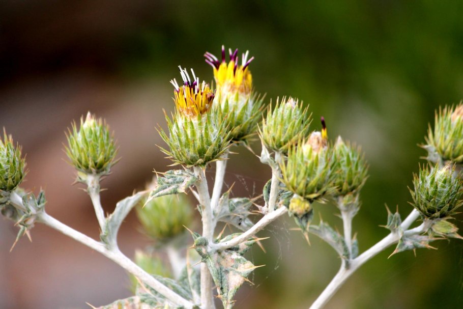 Кузиния красноцветная