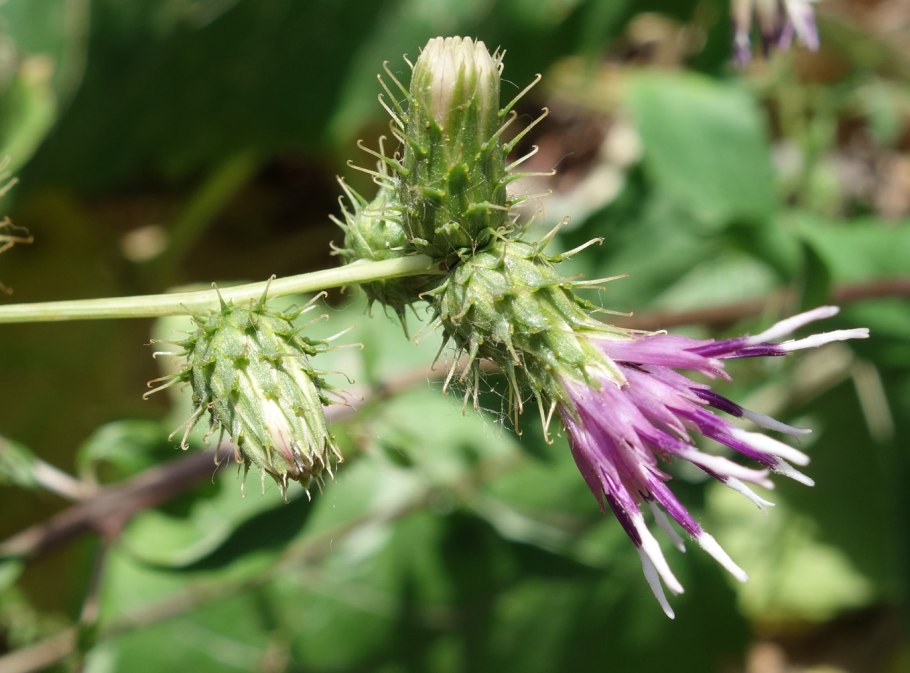 Картинки растения пустынь Кузиния