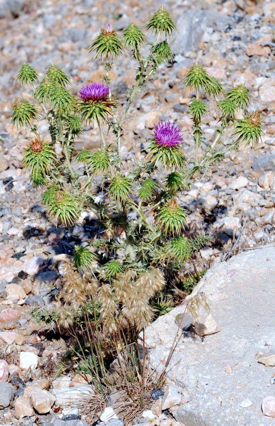 Тириза Филаго