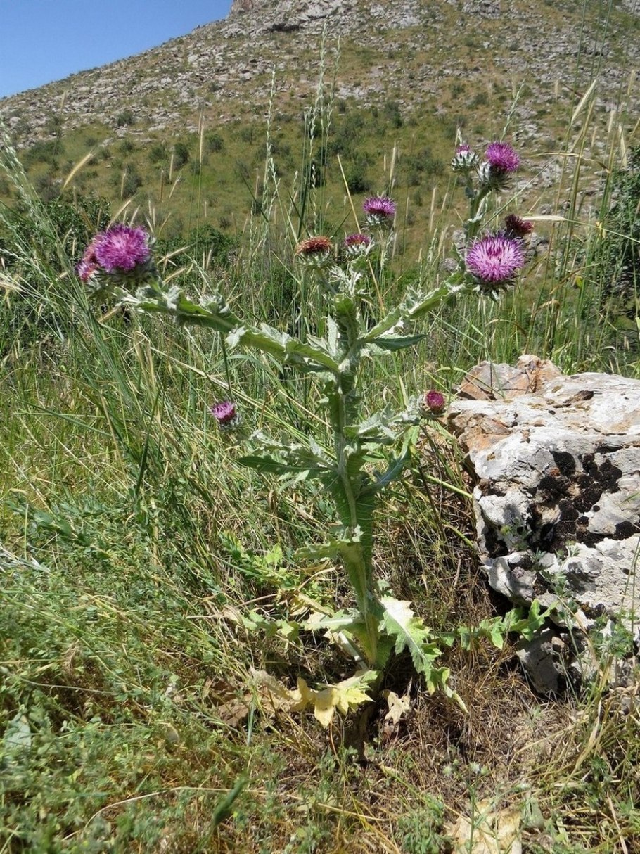Растительность Ташкентская область Узбекистан