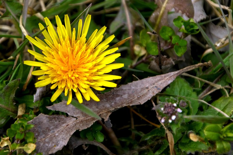 Маргаритка Полевая желтая