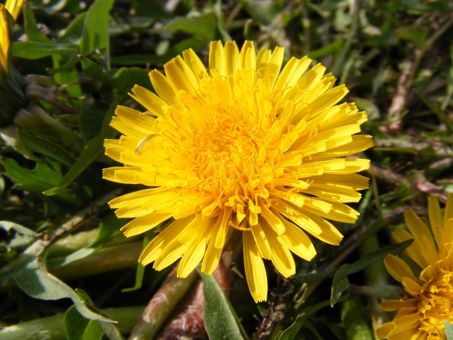 Одуванчик ОСТРОРОГИЙ