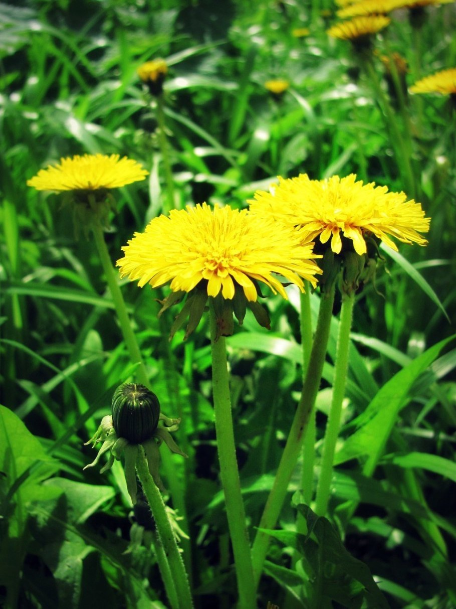 Кульбаба обыкновенная