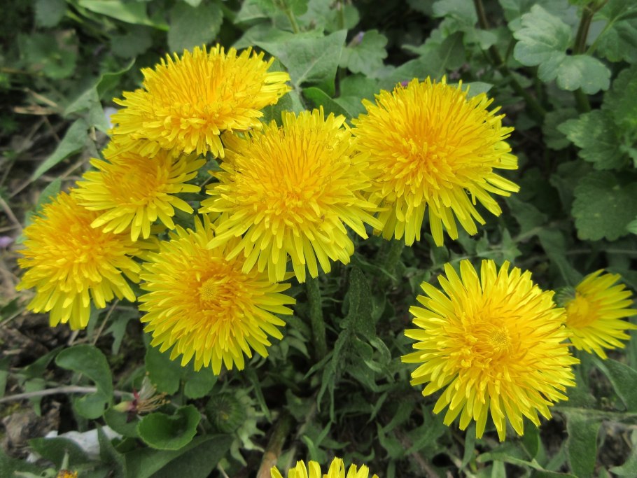 Одуванчик фото Магадан