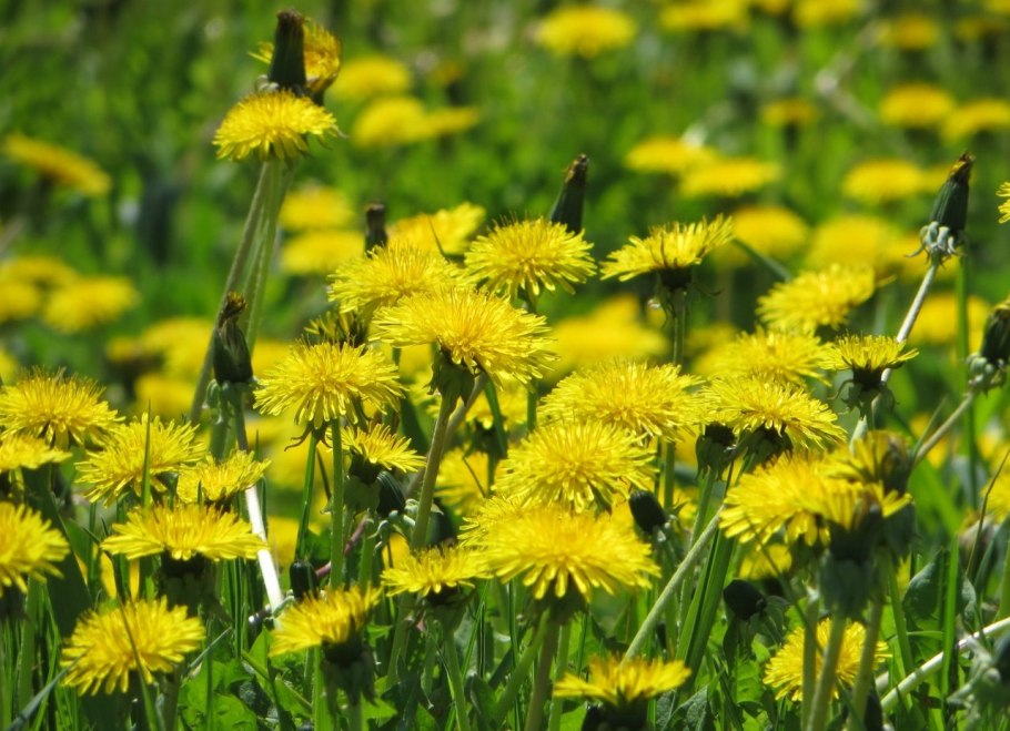 Кульбаба Украина