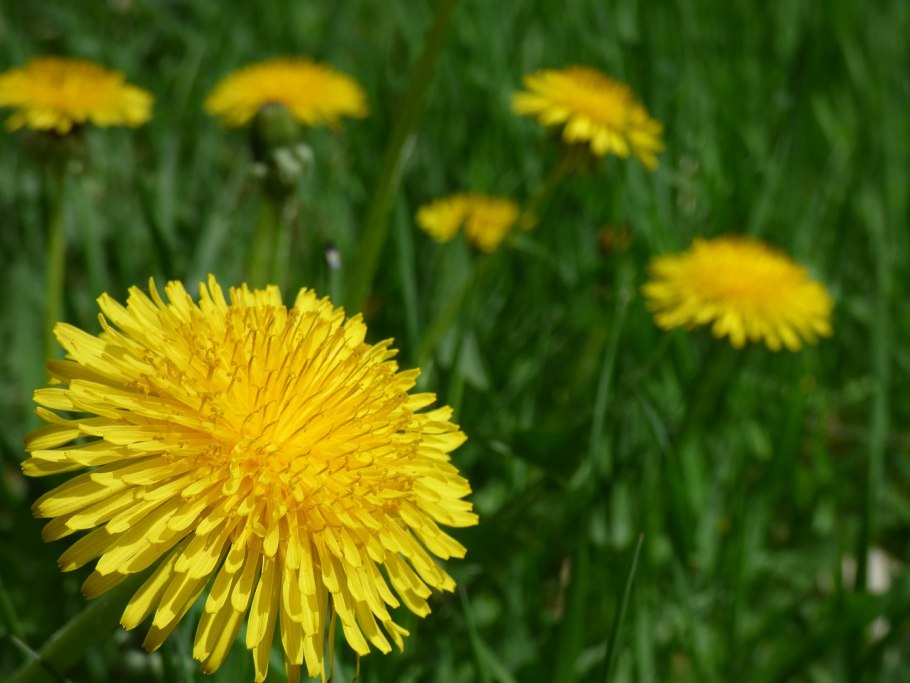 Taraxacum officinale in Oncology