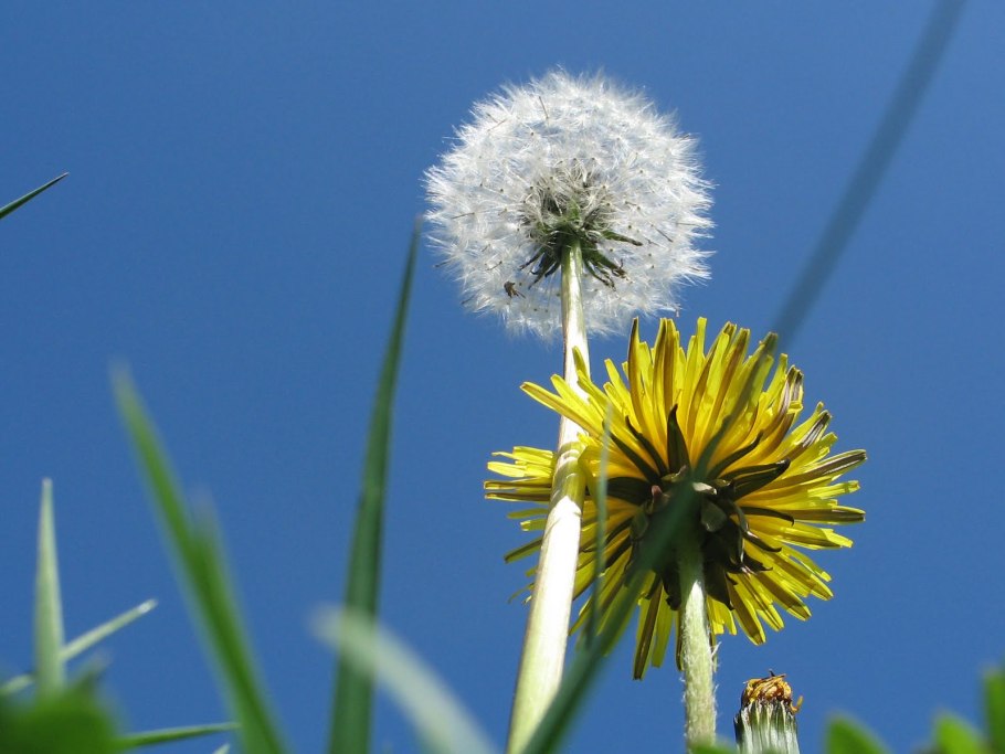 Одуванчик Аянский
