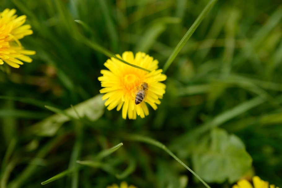 Одуванчик плосколистковый