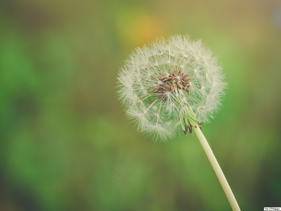 Одуванчик (Taráxacum)