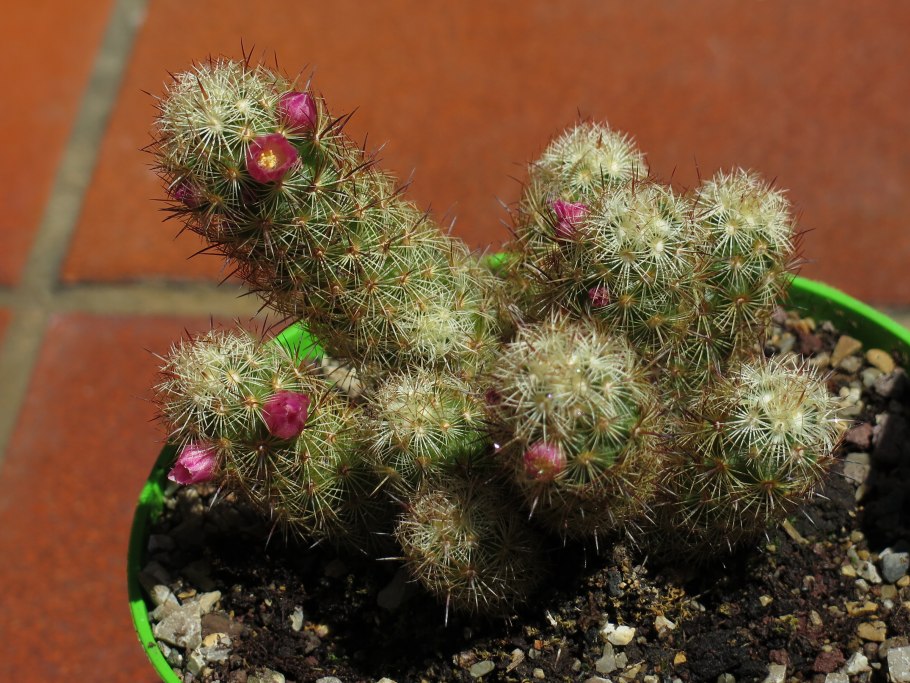 Кактус Mammillaria elongata