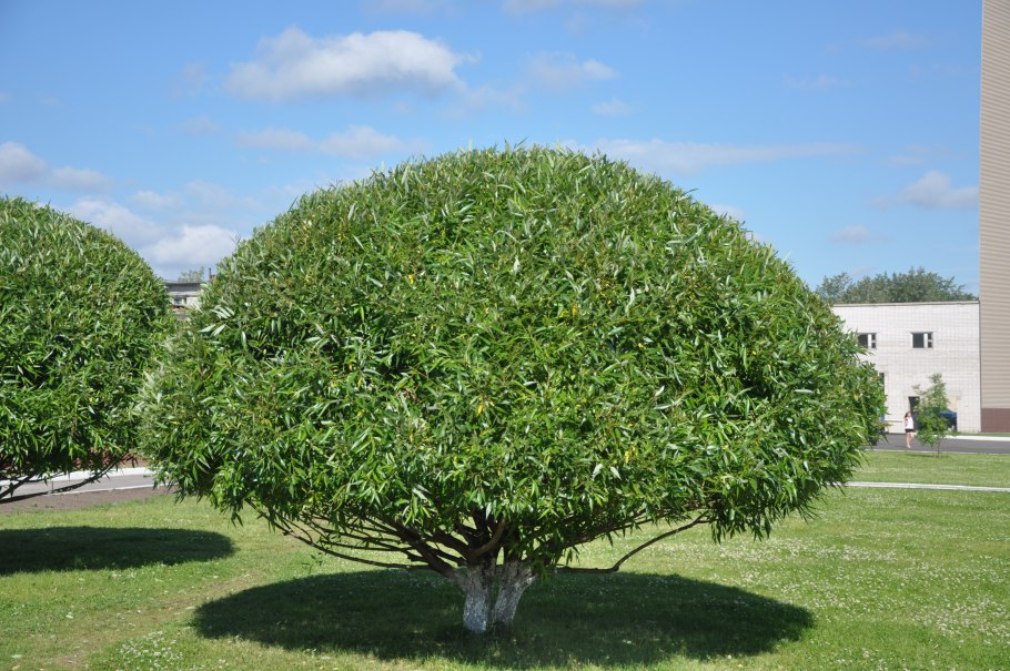 Ива ломкая (Salix fragilis), Ракита