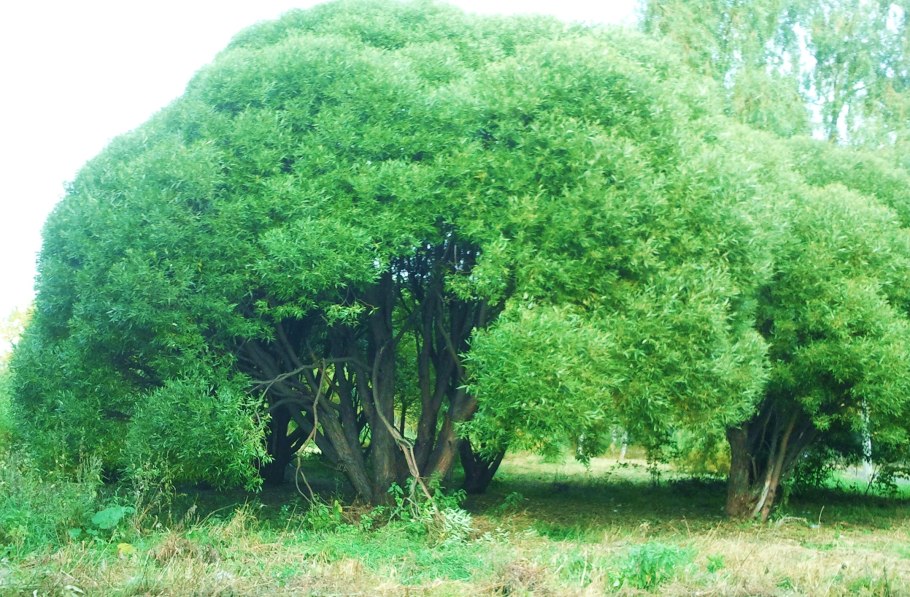 Ива ломкая Булата