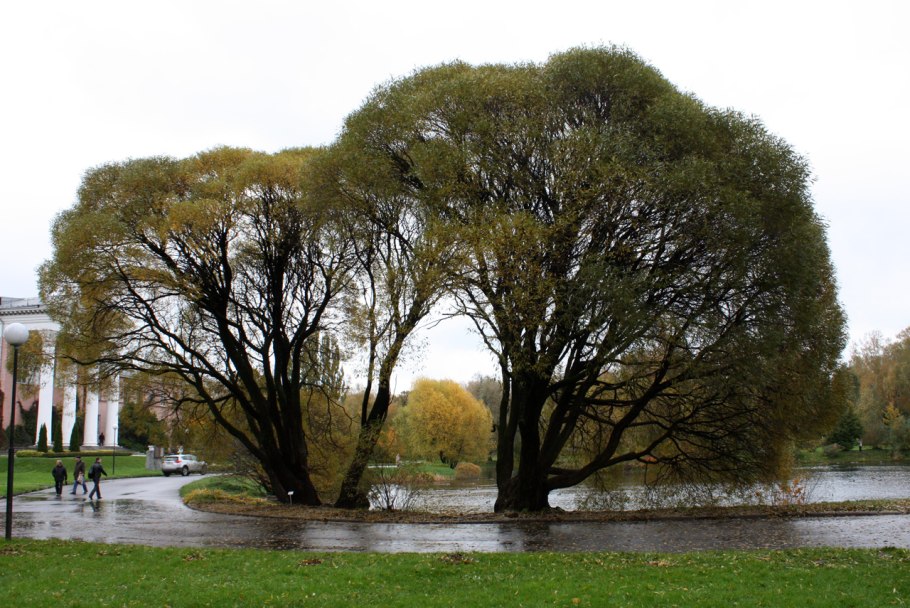 Ива ломкая "Буллата" Salix fragilis 'bullata'