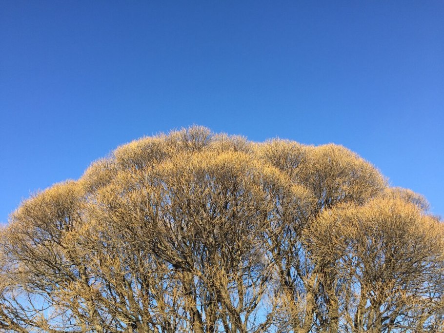 Ива ломкая шаровидная