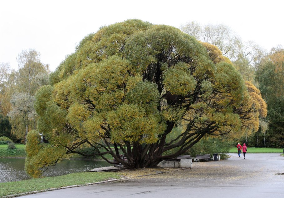Ива ломкая (шаровидная) Salix fragilis