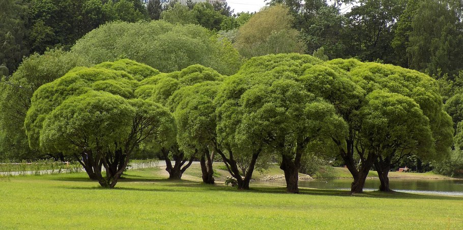 Ива ломкая bullata
