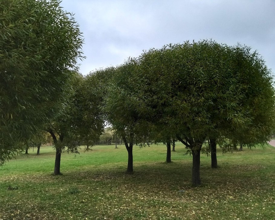 Ива ломкая шаровидная