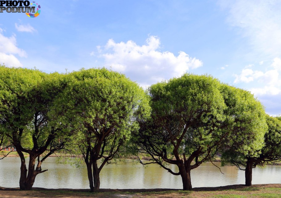 Ива ломкая bullata