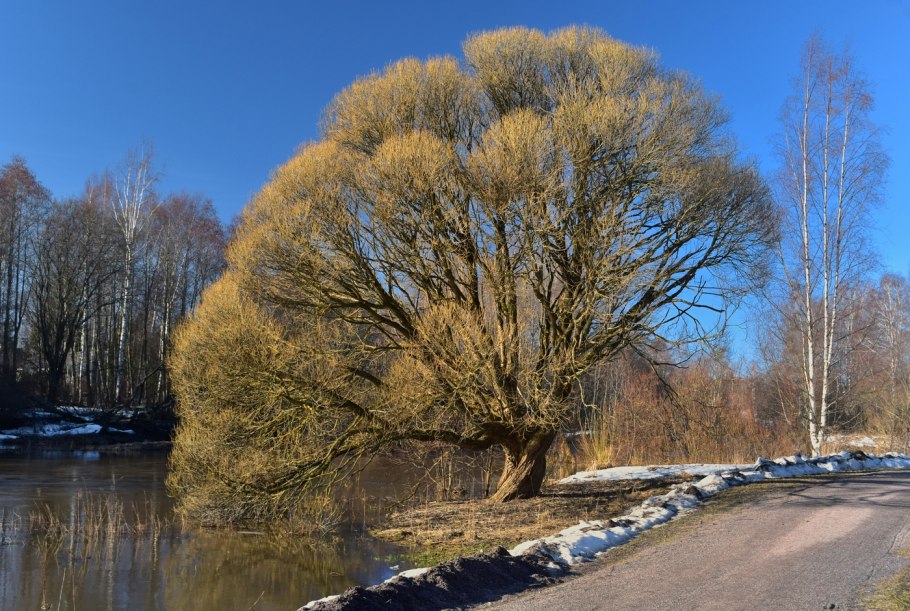 Ива ломкая (Salix fragilis), Ракита